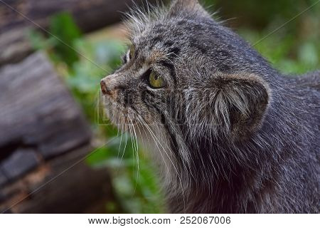 Close Up Side Profile Portrait Of Manul Pallas Cat