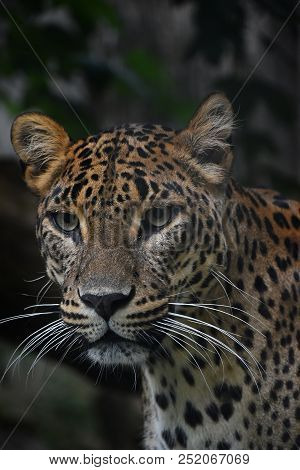 Face To Face Close Up Portrait Of Persian Leopard (panthera Pardus Saxicolor) Looking At Camera, Low