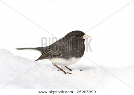 Junco lumessa