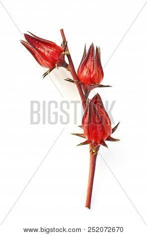 Hibiscus Sabdariffa Or Roselle Fruits On White Background
