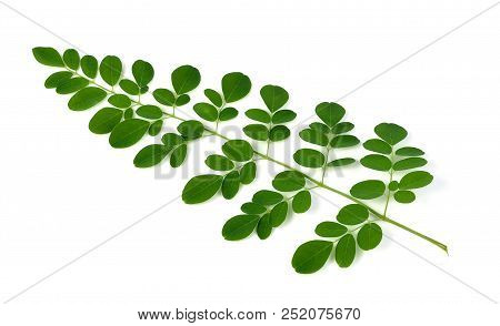 Moringa Oleifera Leaves Isolated On White Background