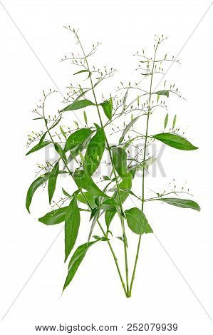 A Andrographis Paniculata Plant On White Background