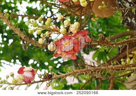 This Is Shorea Robusta Flower At Tree