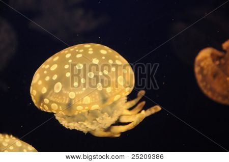 Medusa giallo nuotare nel mare oscuro