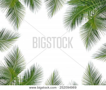 The Coconut Leaves Isolated On White Background
