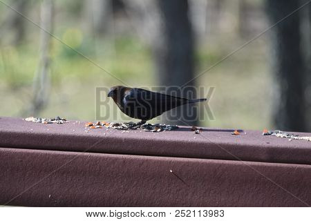 Male Cowbird Perched On A Back Deck Porch Railing Eating Birdseed