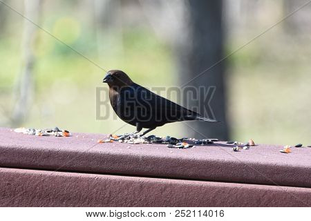 Male Cowbird Perched On A Back Deck Porch Railing Eating Birdseed