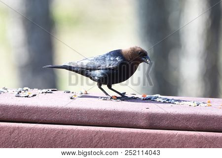 Male Cowbird Brown And Black Perched On A Back Deck Porch Eating Birdseed