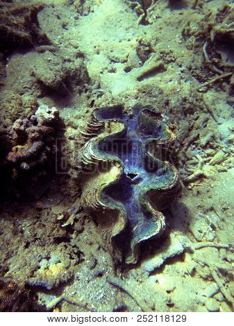 Sealife Of Luganville, Espiritu Santo, Vanuatu