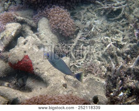 Sealife Of Luganville, Espiritu Santo, Vanuatu