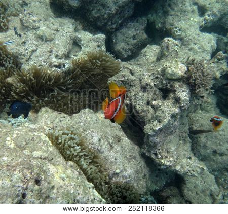 Sealife Of Luganville, Espiritu Santo, Vanuatu