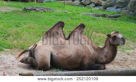 Camel  At The Zoo  - Resting After Breakfast