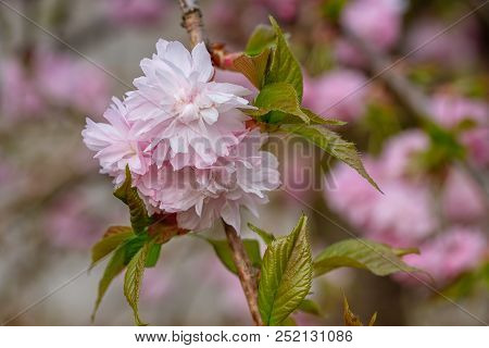 Hill Cherry, Kiku-shidare-sakura, Prunus Serrulata, Blooms Of Springtime