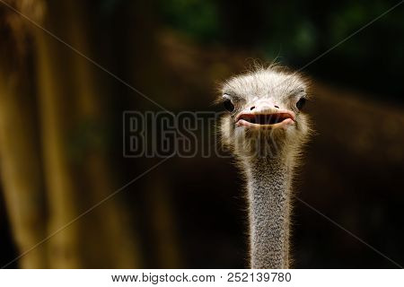 Ostrich Bird Head And Neck Front Portrait In The Khaokheow Open Zoo Thailand.