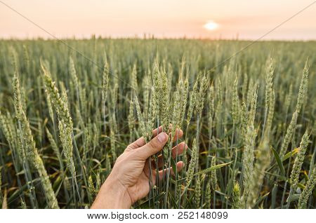 Close-up Of Man Hand Touching Holding Crops, Young Green Wheat Ears On A Field In Sunset. Close Up O