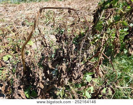 Leaves Of Potato With Diseases, Blight Disease Of Potato Caused By Fungus,(phytophthora Infestans)