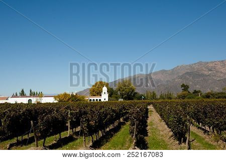 Local Vineyard In Cafayate - North Argentina