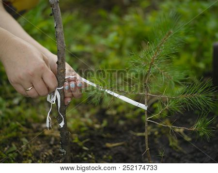 Female Hands Tethering Yoiung Pine Tree With String, Concept Of Nature Care