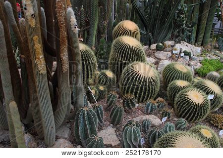 Large Beautiful Cacti. Botany Garden In Cremia
