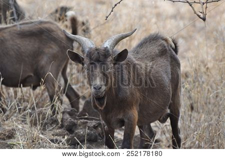 Brown Wild Goat Horns Grazing Big Island Of Hawaii