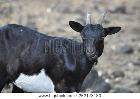 Wild Goat Black Kohala Coast Big Island Of Hawaii