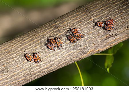 Red Beetles Sit On The Bark Of A Tree