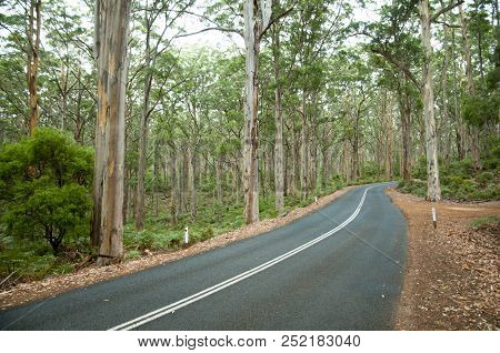 Boranup Forest - Margaret River - Australia