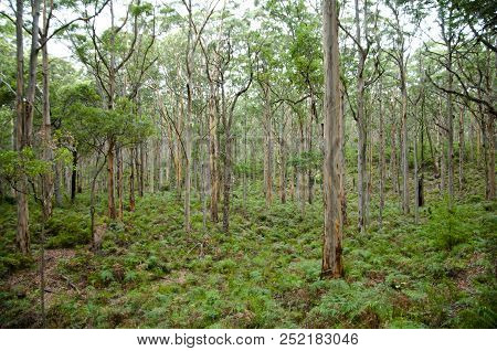 Boranup Forest - Margaret River - Australia