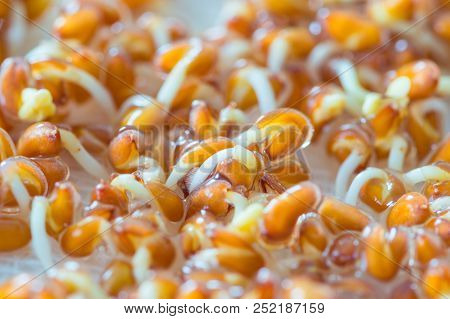 A Lots Of Lepidium Sativum L. Seeds Sprouting.