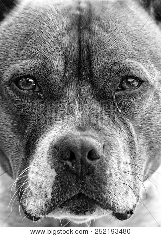 Dog With Tears And A Emotional Face.