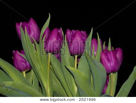 Tulipas roxas