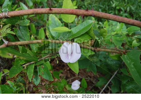 Flores silvestres que crecen en una vid.