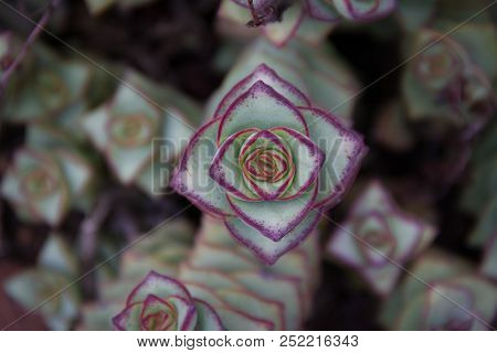 Gorgeous Areal Close-up Of A String Of Buttons - Or Crassula Perforata - A Native Of South Africa.