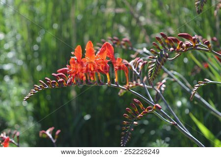 Orange Red Crocosmia