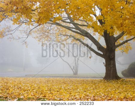 Autumn