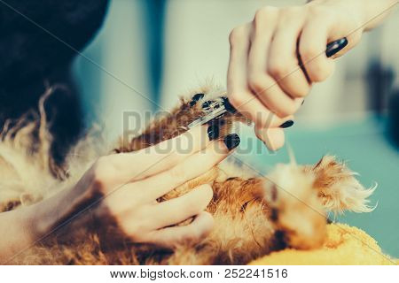 Female Groomer Haircut Pomeranian Dog With Red Hair In The Beauty Salon For Dogs. Toned Image. The C