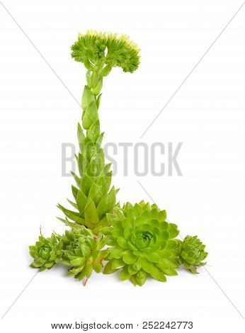 Sempervivum Or Houseleeks. Other Common Names Include Liveforever. Isolated On White