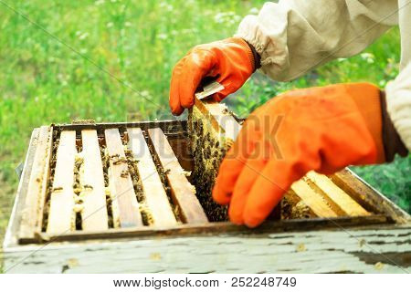 A Beekeeper In Gloves Takes Out The Frames Of The Hive For Verification.