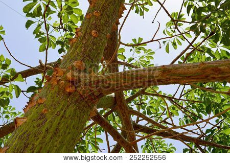 A Big Scary Tree With A Barbed Bark With Spikes Sharp Exotic Tropical Rare Unusual Unique Dangerous 