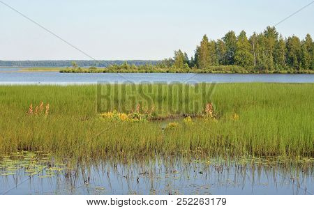 Wetland Lake Sestroretsky Razliv In Saint Petersburg, Russia.