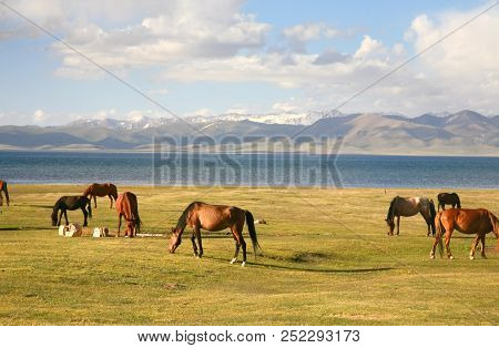 The Horse  In A Large Meadow At Song Kul Lake ,  Naryn Of Kyrgyzstan