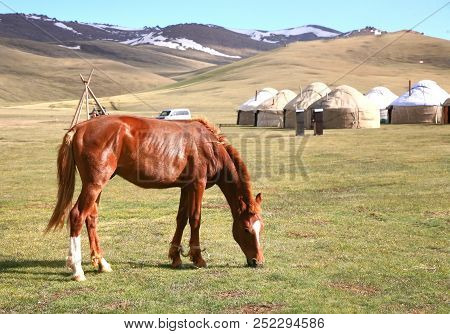 The Horse  Around Ger Camp In A Large Meadow At Song Kul Lake ,  Naryn Of Kyrgyzstan