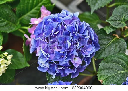 Colorful Of Purple  Mophead Hydrangeas In Flower Shop With Full Frame