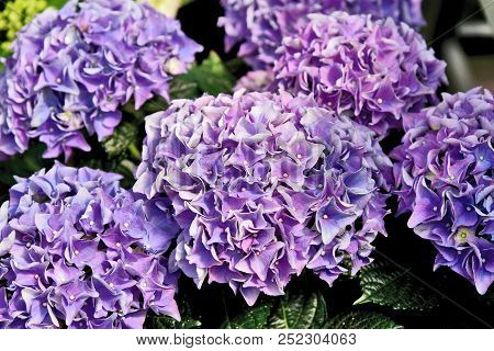 Colorful Of Purple Mophead Hydrangeas With Full Frame And Morning Light