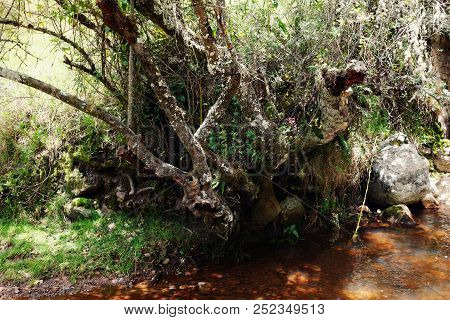Mongui, Boyaca / Colombia - Feb 18 2016: Fresh Mountain Stream And Some High Altitude Vegetation Roo