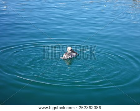 Black Pelicans Of Cabo San Lucas, Baja California, Mexico.