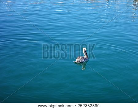 Black Pelicans Of Cabo San Lucas, Baja California, Mexico.
