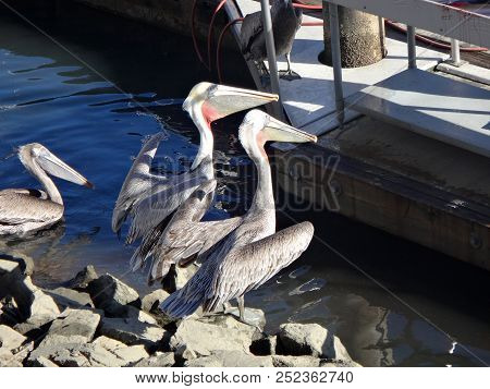 Black Pelicans Of Cabo San Lucas, Baja California, Mexico.