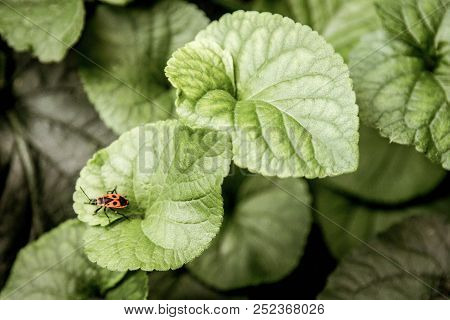 Red Bug On Green Leaf Defocused Background, Hight Resolution