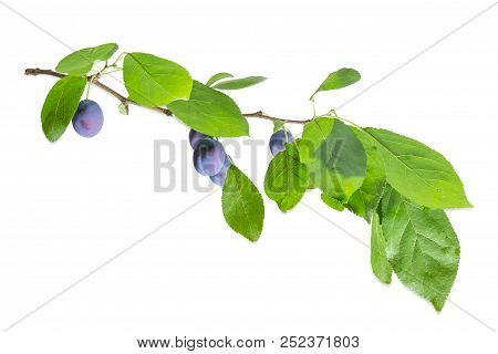 Branch Of The Plum With Ripe Fruits And Leaves On A White Background